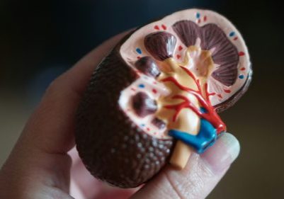 robina-weermeijer-sRXCFkJahGk-unsplash A hand holding a model of a kidney