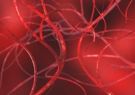 shutterstock_1017224248_blood_vessel Blood vessels