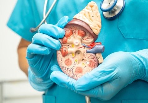 Kidney,Disease,,Chronic,Kidney,Disease,Ckd,,Doctor,Hold,Human,Model Kidney disease, Chronic kidney disease ckd, Doctor hold human model to treat and study in hospital